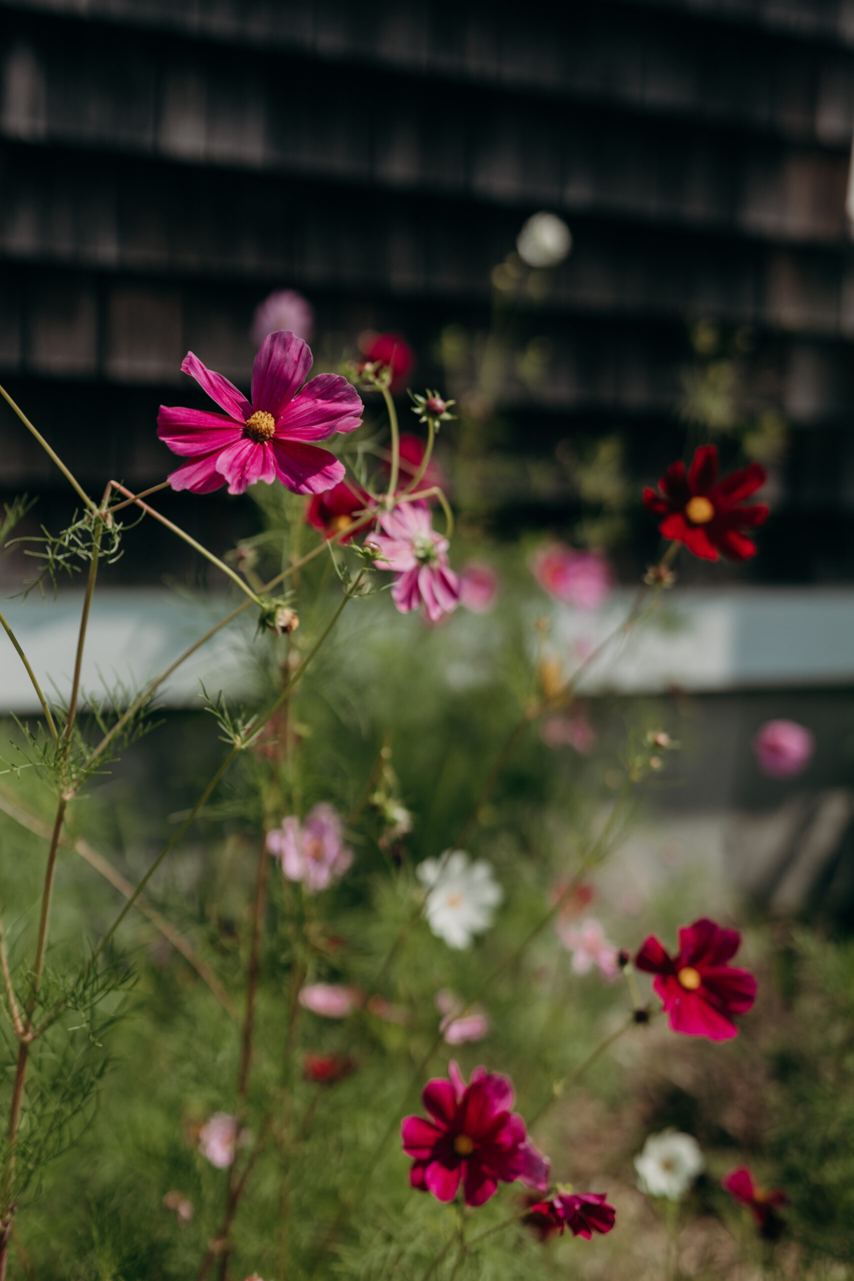 Mara-PortraitsSummer2021-EmilyTebbettsPhotography-105
